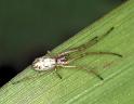 Tetragnatha_ZZXYX_D4682_Z_85_Broek in waterland_Nederland